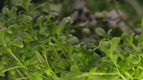 Close-up Time Lapse Growing Green Sprouts Plants Seeds in Greenhouse Agriculture Stock Footage 158600868