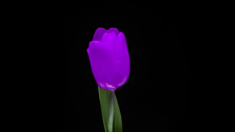 Close-up time-lapse of a lilac tulip blooming on a solid black background. Vivid Stock Footage 324913025