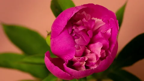Close up time-lapse of pink blooming peony flowers in motion, birth of new life Stock-Footage 135800081