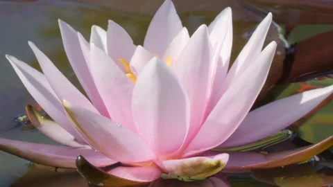 Close-up time lapse of pink water lily blooming in pond Stock Footage 134455655