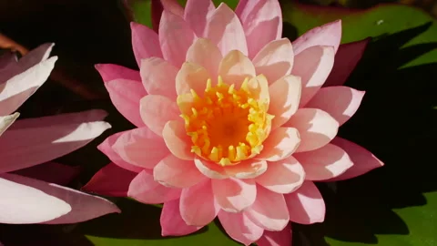 Close-up time lapse of pink water lily blooming in pond Stock Footage 134455973