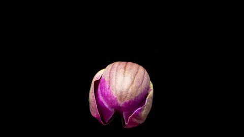 Close up time lapse of purple orchid flower blossoming on dark background Stock Footage 229889318