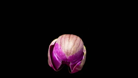 Close up time lapse of purple orchid flower blossoming on dark background Stock Footage 230372548