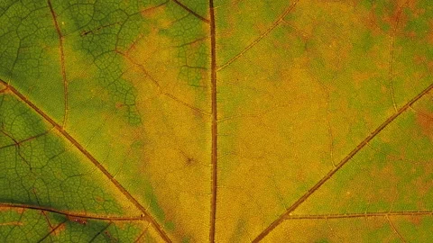 Close-up time-lapse tree leaf changing color during fall season Video stock 164782174