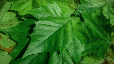 Close-up time-lapse tree leaves dry up changing color, autumn seasonal change Stock Footage 220312441