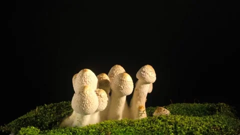 A close-up time-lapse video of multiple coprinellus disseminatus mushrooms Stock Footage 340953651