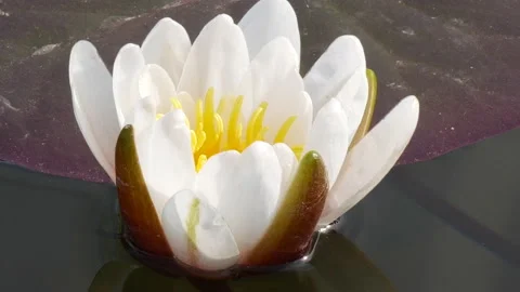 Close-up time lapse of water lily flower blooming Stock Footage 131551044