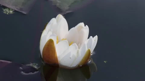 Close-up time lapse of water lily flower opening and blooming Stock Footage 132033580