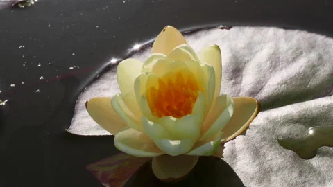 Close-up time lapse of water lily flower opening and blooming Stock Footage 132395050