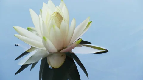 Close-up time lapse of water lily flower opening and blooming in pond Stock Footage 133395599