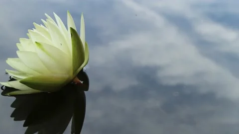Close-up time lapse of white lotus waterlily opening and blooming in pond. Stock Footage 143774118