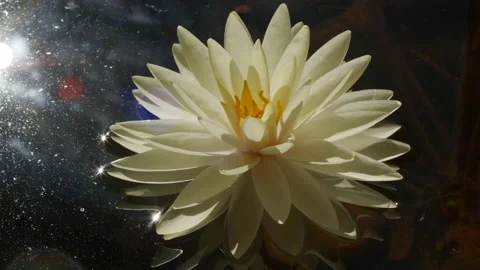Close-up time lapse of white water lily blooming in pond Stock Footage 134122870
