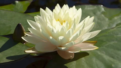 Close-up time lapse of white water lily blooming in pond Stock Footage 134995789