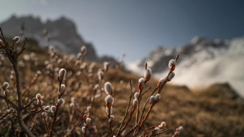 Close-up time-lapse of willow with snowy mountains on the background. Stock Footage 114585856