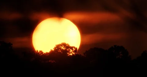 Close up time lapse yellow ball sunset drops through silhouetted pine trees Stock Footage 117928479
