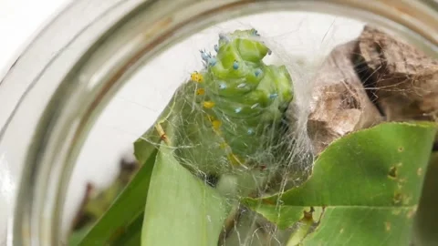 Close Up Timelapse of A Cecropia Moth Catepillar Starting to Build Its Stock Footage 283530241