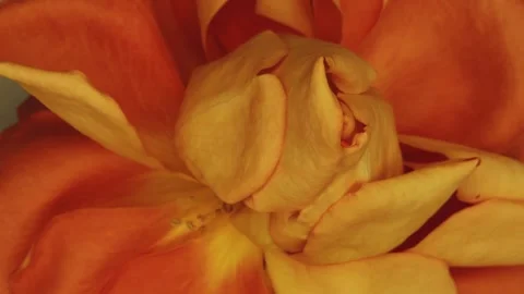 Close-Up Timelapse of an Orange Rose Withering, A Metaphor for Ephemeral Beauty Stock Footage 262237232