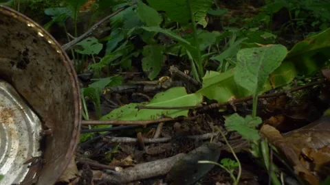 Close-up. tin can on the grass in the forest. environmental pollution problems Stock Footage 141937424