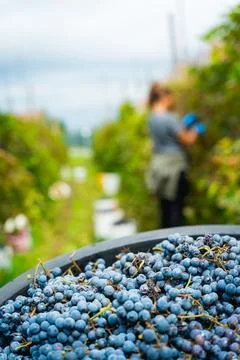 Close up of tin full of grapes in a vineyard during harvest season for wine, Stock Photos