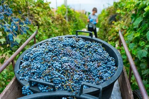 Close up of tin full of grapes in a vineyard during harvest season for wine, Photos