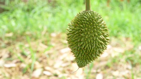 Close Up Of Tiny Baby Durian Hanging In Garden Video stock 333839411