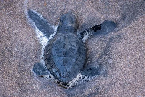 Close-up of a tiny baby sea turtle on the wet sand Stock Photos