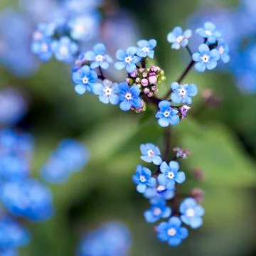Close up of tiny blue forget-me-not flowers on branch Stock Photos