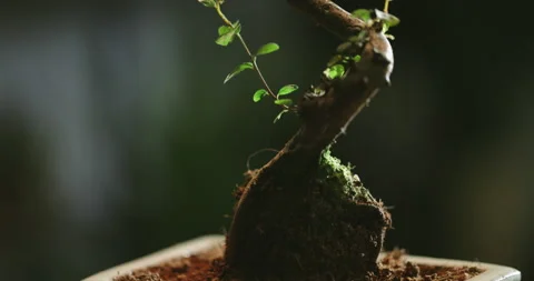 Close up of tiny bonsai tree in flowerpot. Beautiful plant rotating in small pot Video stock 156301833