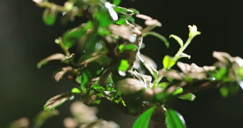 Close up of tiny bonsai tree in flowerpot. Beautiful plant rotating in small pot Stock-Footage 161975280