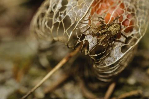 Close-up of a tiny brown spider resting on a delicate skeletonized ground c.. Stock Photos