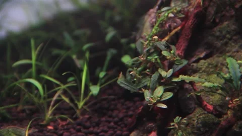 Close up of a tiny bucephalandra plant clinging to a tree root in an aquarium	 Vídeo Stock 237259899