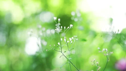 Close up Tiny Budding Flower in Garden, Small Plants in Garden Stock Footage 153519740