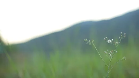 Close up Tiny Budding Flower plants on green meadow with hill mountain landscape Stock Footage 239607064