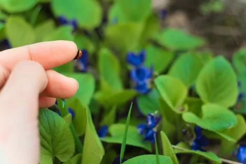 Close up tiny bug on fingers concept photo Foto stock