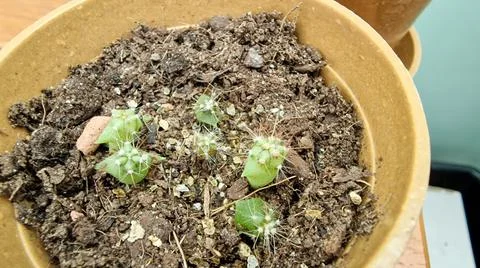 Close up of a tiny cactus seedling 스톡 사진