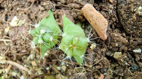 Close up of a tiny cactus seedling Stock Photos