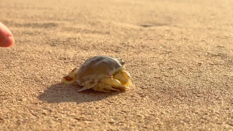 Close-up of tiny crab sitting on sand. Woman's hand places small crab on sand Vídeo Stock 202639165