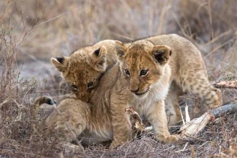 Close up of tiny cubs palying with each other. Stock Photos