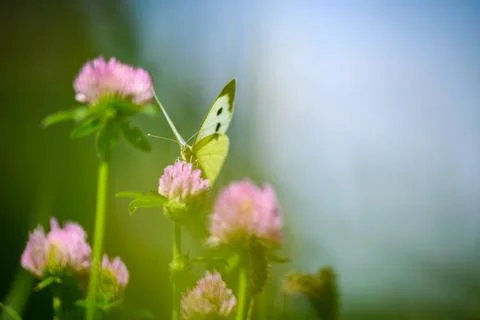 Close-up of a tiny cute butterfly (Pieris rapae) perching on a grass. Beautif Stock Photos