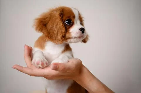 Close up tiny cute Cavalier King Charles Spaniel puppy being gently lifted and 写真素材