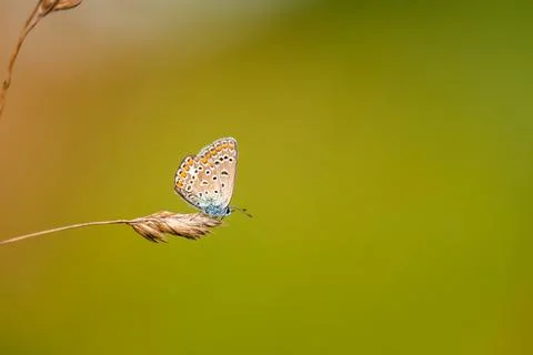 Close-up of a tiny cute  common blue butterfly (Polyommatus icarus)  perching Stock Photos