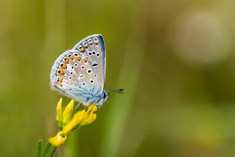Close-up of a tiny cute  common blue butterfly (Polyommatus icarus)  perching Stock Photos