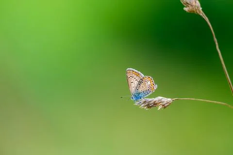 Close-up of a tiny cute  common blue butterfly (Polyommatus icarus)  perching Stock Photos