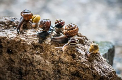 Close-up of tiny cute snails on a rock 写真素材