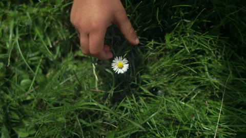 Close-up of a tiny daisy flower getting picked from the grass by a young kid Video stock 143621670
