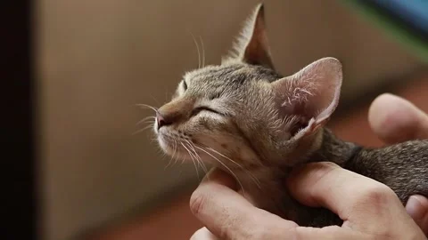 Close up to a tiny delicate tabby kitten cradled in a hand while getting a Stock Footage 312261778