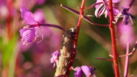 Close up of the tiny feet of a caterpillar resting on a fireweed stalk Stock Footage 164857702