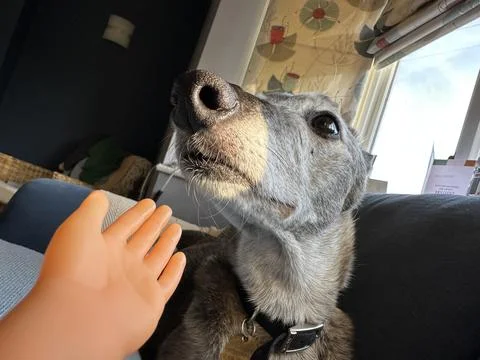 Close up of a tiny finger puppet hand playing with a funny dog Stock Photos