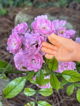 Close up of a tiny finger puppet hand touching pink flowers Stock Photos