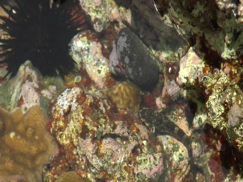 Close up tiny fish in colorful rocks Stock Footage 709092